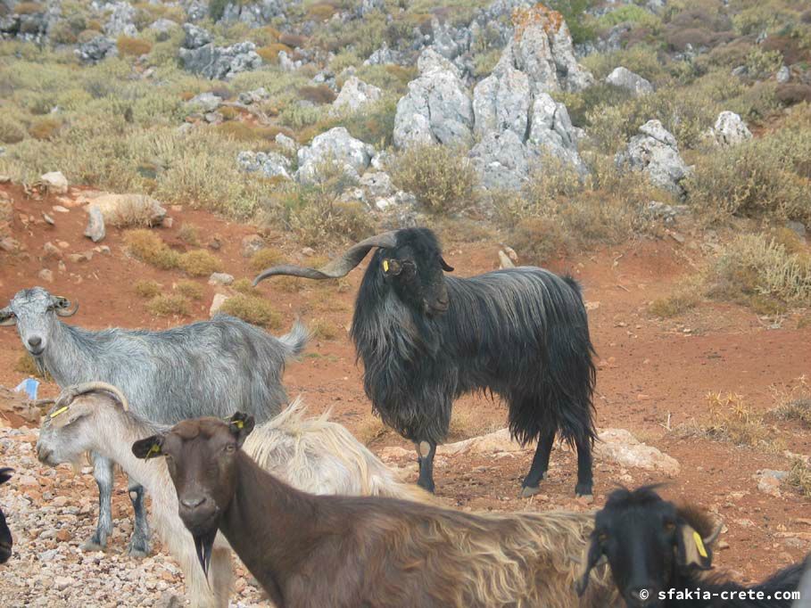 Photo report of a trip to Pachnes and Anopoli and around, Sfakia, October 2007